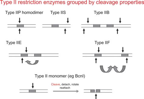 Types of Restriction Endonucleases .